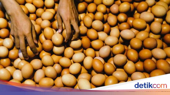 Ternyata Ini Biang Kerok Harga Telur dan Ayam Masih Mahal