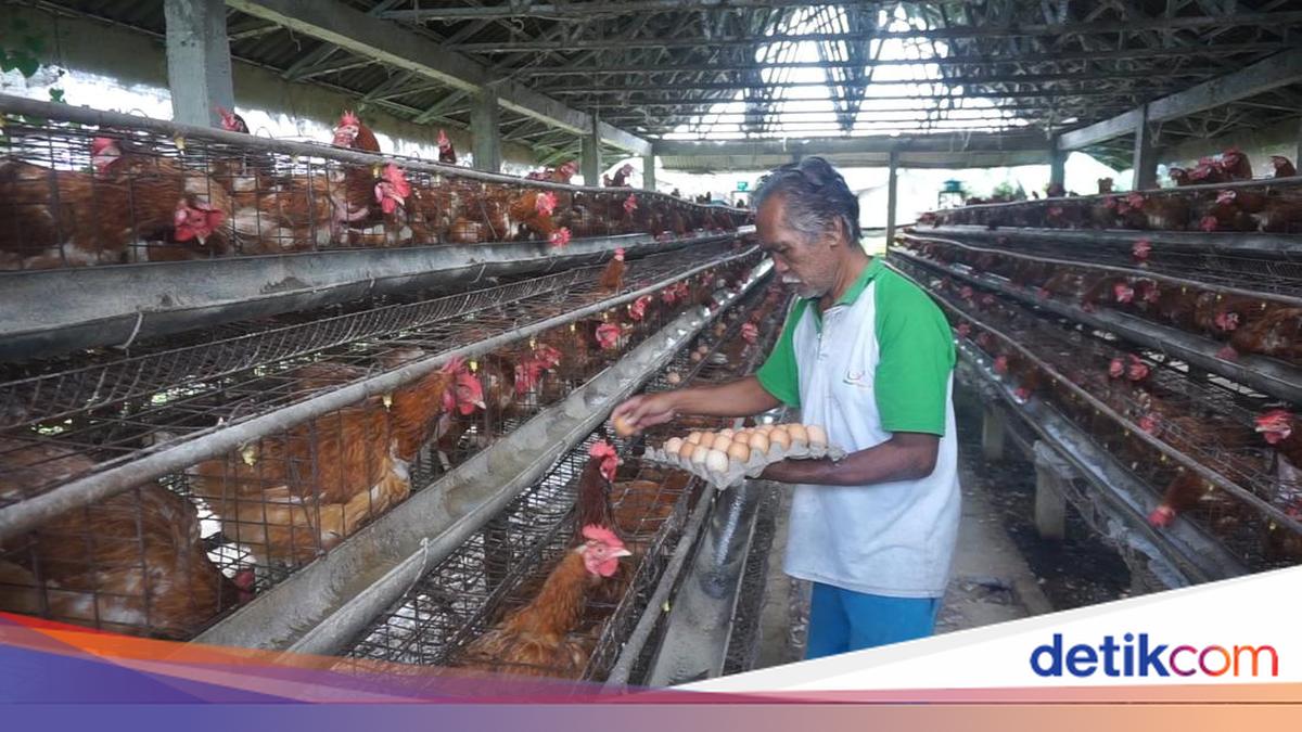 Harga Telur di Tingkat Peternak Anjlok, Ternyata Ini Biang Keroknya