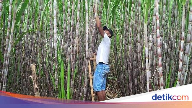 Pemerintah Naikkan Harga Gula di Tingkat Petani Jadi Rp 12.500/Kg