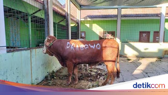 Prabowo Salurkan Puluhan Sapi Kurban ke Ponpes-Ormas Keagamaan di Jabar