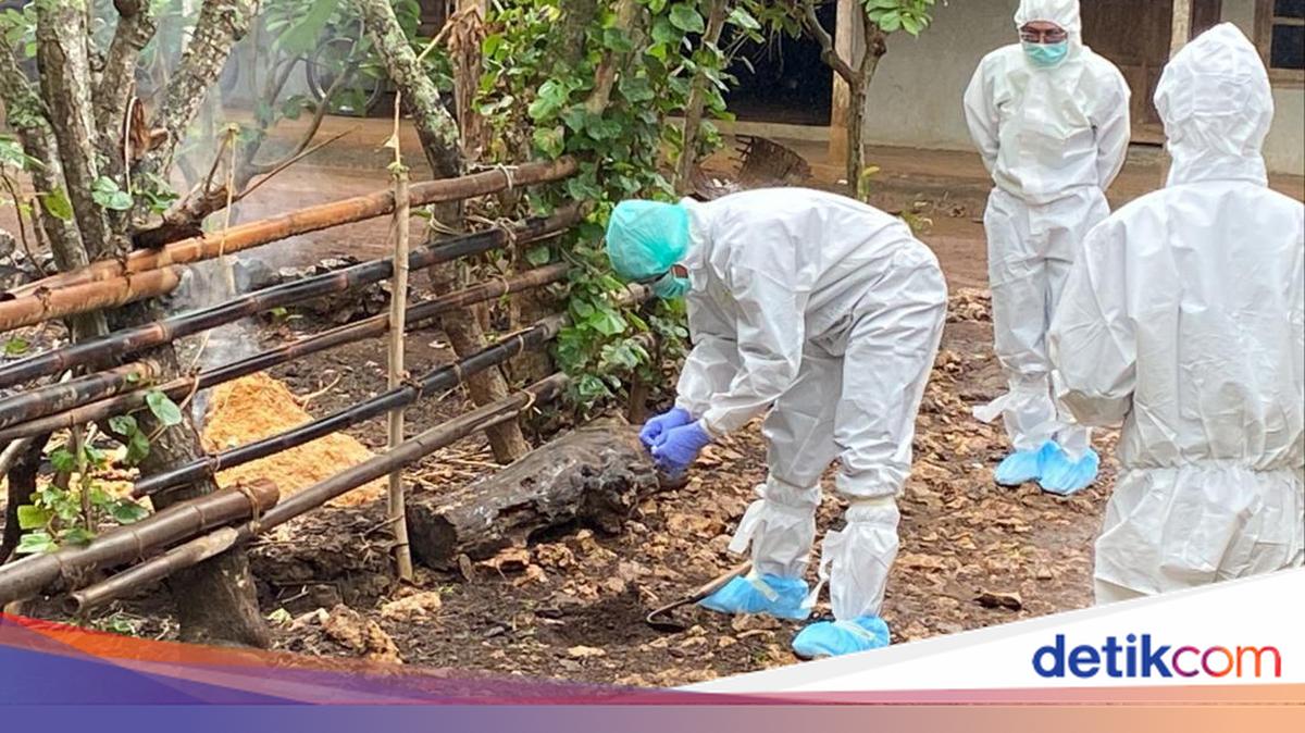 Munculnya Wabah Antraks di Gunungkidul Usai Tradisi Brandu