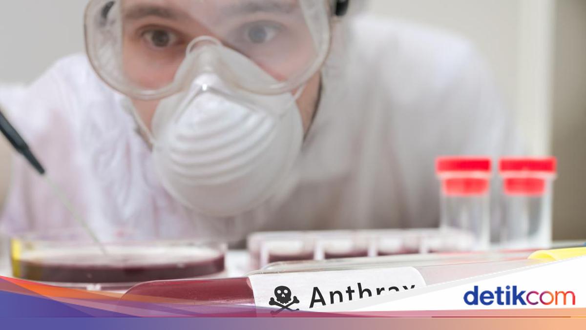 Santap Bangkai Kambing Berujung 4 Kena Antraks
