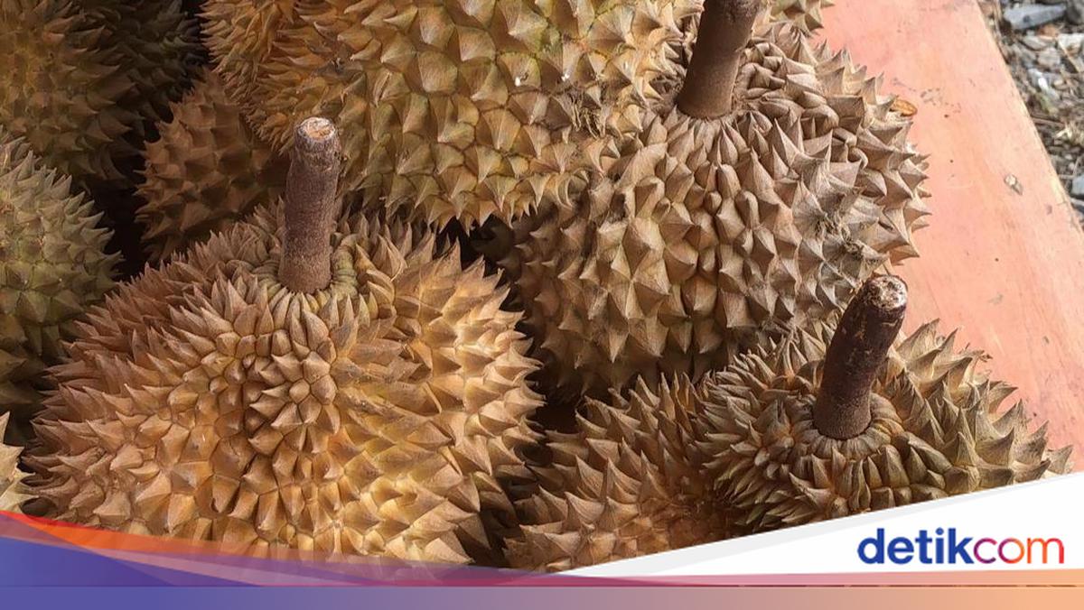 Ekspor 459 Ton Durian Beku ke China Senilai Rp42,5 Miliar — Momentum atau Sekadar Awal?