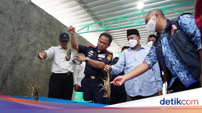 KKP Ungkap Modus Baru Penyelundupan Benih Lobster