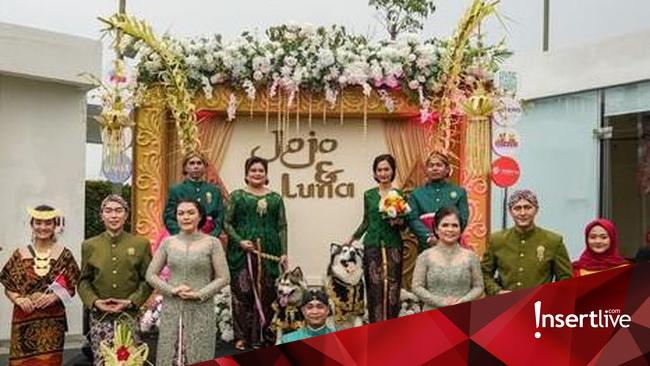 The Controversial Luxury Wedding of Dogs Wearing Javanese Traditional Clothes: Owners Apologize After Backlash