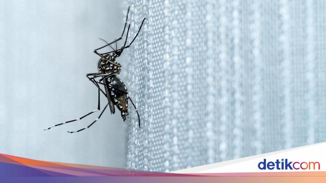 Kronologi Warga Tasik Kena Chikungunya hingga Susah Berdiri
