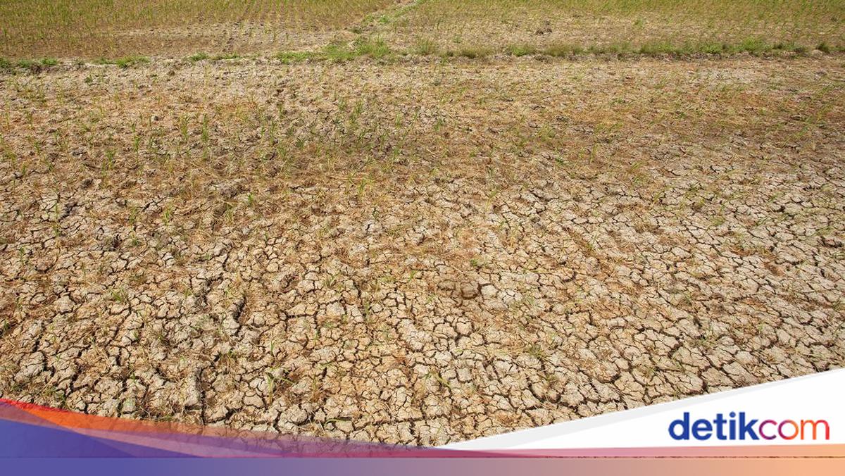 Musim Hujan Mundur, Begini Kondisi Kekeringan di Jawa Timur