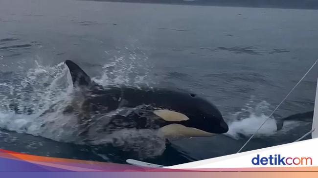 Musik Metal Disebut-sebut Bisa Usir Kawanan Paus Orca