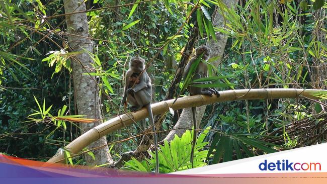 200-an Monyet Telah Ditangkap Warga Lereng Gunung Merapi, Ada Apa?