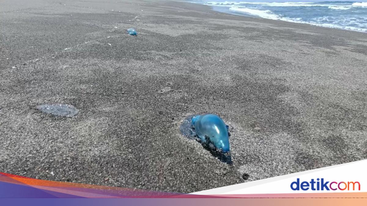 Waspada Sengatan Ubur-ubur Pantai Selatan, Dokter Pesan Bawa Cuka