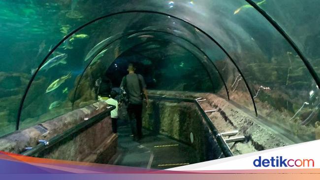 Punya Belasan Ribu Hewan, Melihat Dunia Ikan Lebih Dekat di Sini