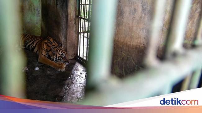 Satu Harimau di Medan Zoo Mati Lagi, Bobby: Karena Sudah Usia Lanjut