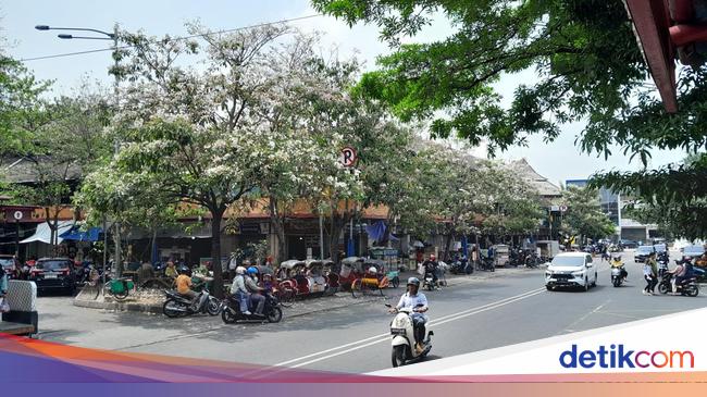 Serasa di Jepang padahal di Solo, Lihat Bunga Tabebuya Bermekaran
