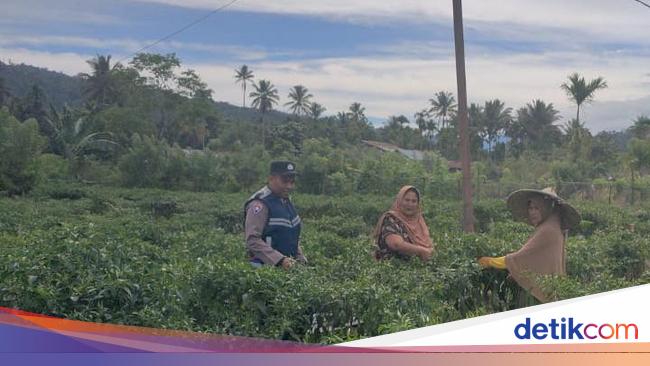 Strategi Bripka Adi Syafnur Bikin Warga Beralih dari Tanam Ganja ke Palawija