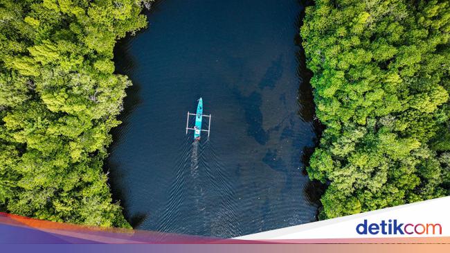 Sensasi Susur Hutan Mangrove Palaes Bak Film Petualangan Sherina