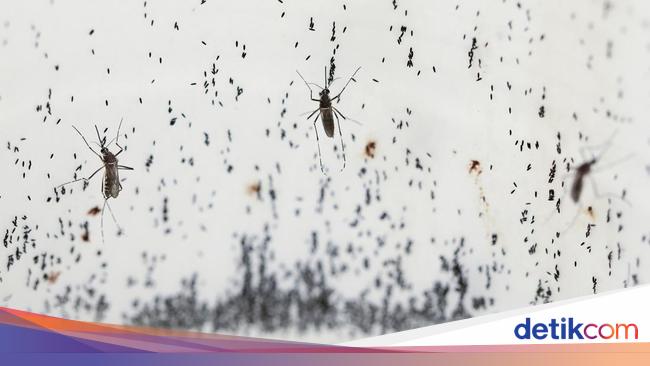 Peneliti Lepaskan Miliaran Nyamuk Wolbachia ke Alam Liar, Apakah Aman Ketika Menggigit Manusia?