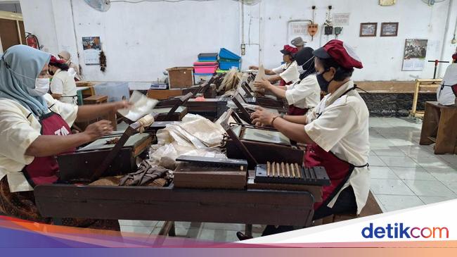 Mampir ke Pabrik Cerutu di Jogja, Konon Tertua di Asia Tenggara