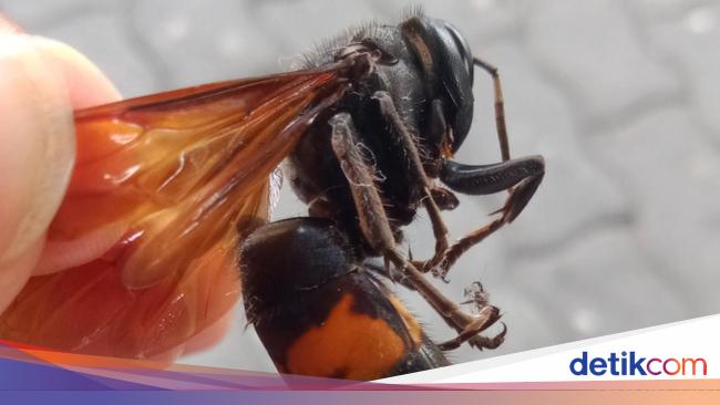 Kakek di Klaten Meninggal Usai Disengat Tawon Vespa