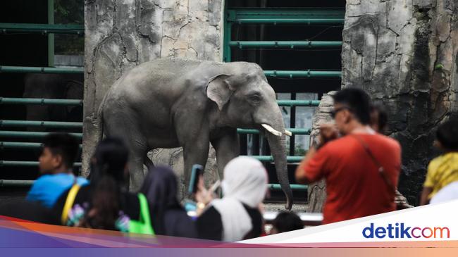 Pengumuman! Taman Margasatwa Tutup Tanggal 2 Januari