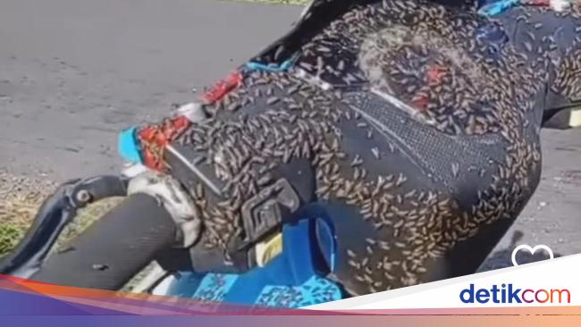 Viral Serbuan Lalat di Kintamani Bikin Geli, Diduga gegara Kotoran Ayam