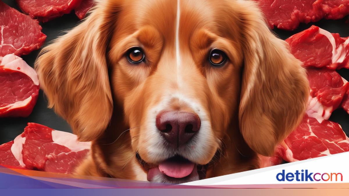 Pelanggar Perda Perdagangan Daging Anjing-Kucing di DIY Bisa Diproses Hukum