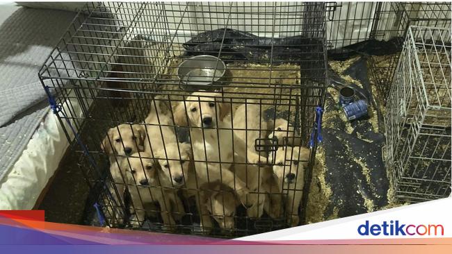 Rumah Airbnb Kacau Dipenuhi Kotoran, Anjing, dan Sampah