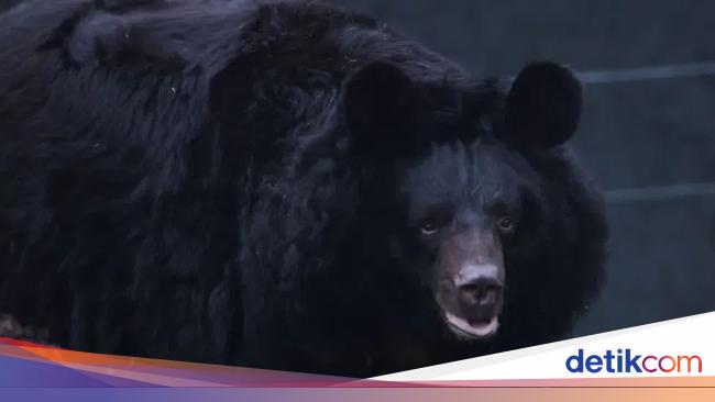 Beruang Asia Korban Perang Rusia-Ukraina Diselamatkan ke Skotlandia