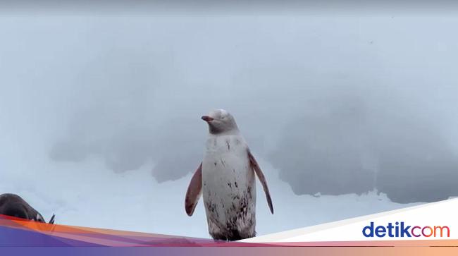 Penguin Punten Sukses Jadi Selebritas Sosial Media setelah Lewat di Lintasan Bandara