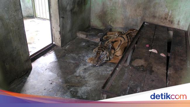 5 Hal Diketahui soal Medan Zoo Ditutup karena Pembangunan