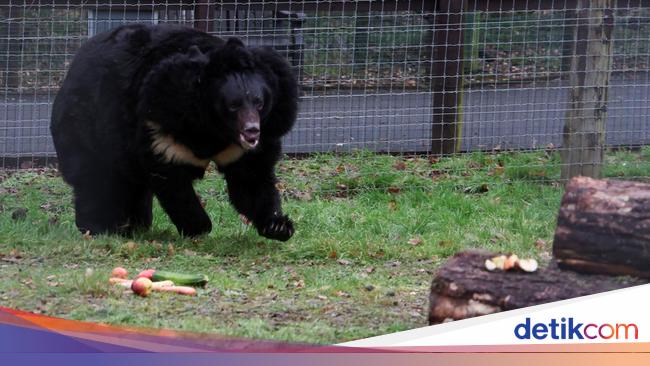 Potret Beruang Hitam yang Selamat dari Perang di Ukraina