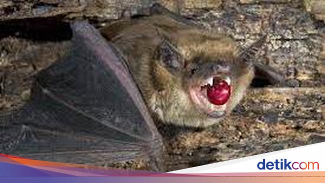 Tak Hanya Luwak, 5 Kopi dari Kotoran Hewan Ini Laku Keras di Pasaran