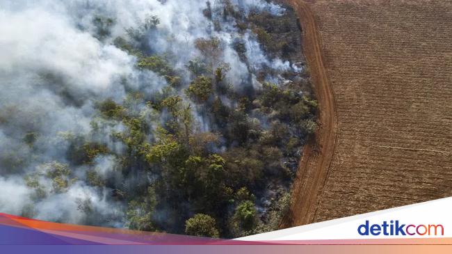 Kabar Baik! Laju Penggundulan Hutan Amazon Berkurang, lho