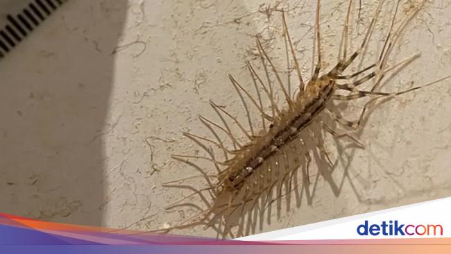 Inggris Temukan Kelabang Berbisa yang Langka