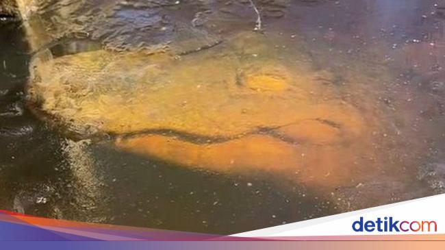 Lihatlah Hewan Ini, Bertahan Hidup di dalam Air Es dengan Ikut Membeku