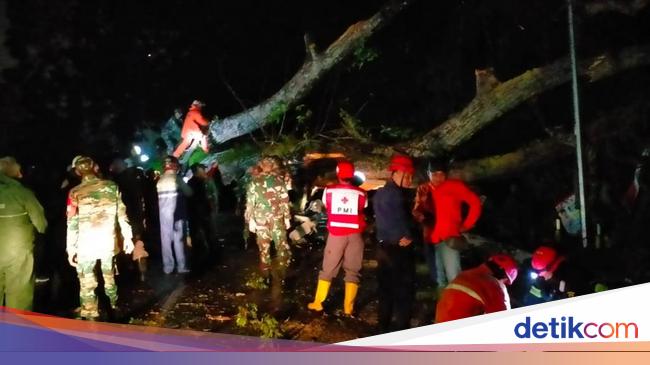 Jalan Alternatif Diberlakukan setelah Pohon Tumbang di Jalur Cianjur-Pucak, Warga Diarahkan ke Jalur Jonggol-Sukabumi