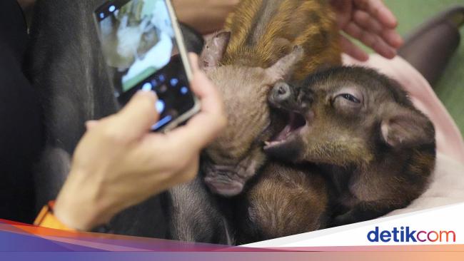Kabar Menarik: Kehadiran Babi-babi Mini di Kafe Tokyo Jadi Tren Baru bagi Pengunjung