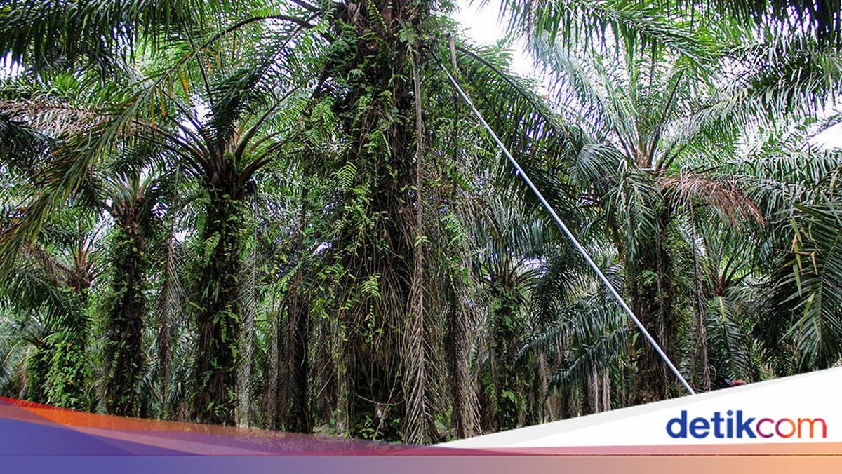 GAPKI Dorong Kolaborasi Inovasi Hadapi Tantangan Sawit — Tekanan Tenaga Kerja dan Sustainability
