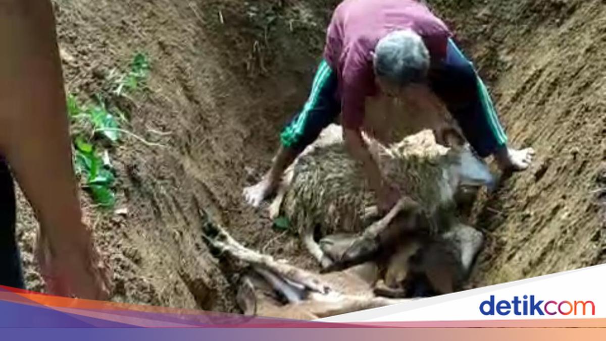 Rentetan Ternak Mati dengan Luka Misterius Hantui Warga Gunungkidul