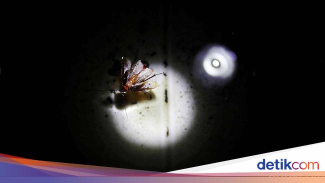 Warga Jaktim Terperangah Jika Ada Jentik Nyamuk Didenda Rp 50 Juta