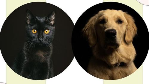 Menelaah Karakter Manusia lewat Istilah Black Cat dan Golden Retriever
