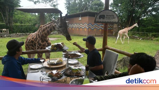 Wisata Makan Bersama Jerapah, Pengalaman Liburan Lebaran yang Unik di Bogor