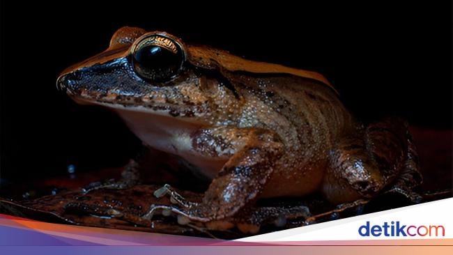 Katak Ultrasonik Hewan Kecil dengan Suara yang Tak Terdengar Manusia