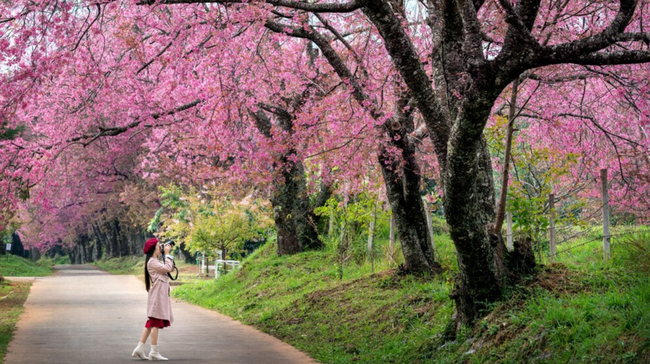 Viral Turis Diduga Asal Indonesia Rusak Bunga Sakura Di Jepang, Netizen 