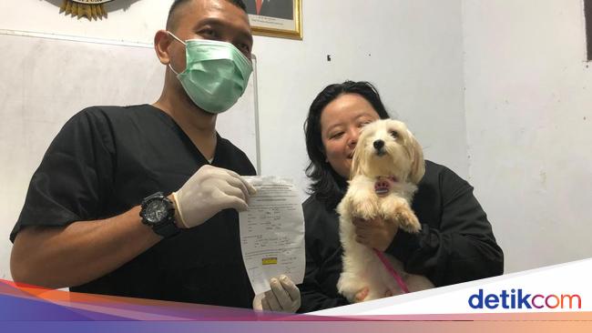 Senangnya Owner 'Anabul' di Jakarta Bawa Anjing-Kucing Vaksin Rabies Gratis