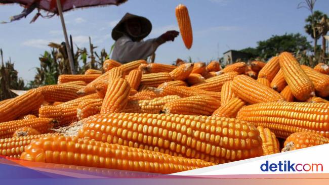 musim-panen-raya-jagung-sudah-tiba-2_169