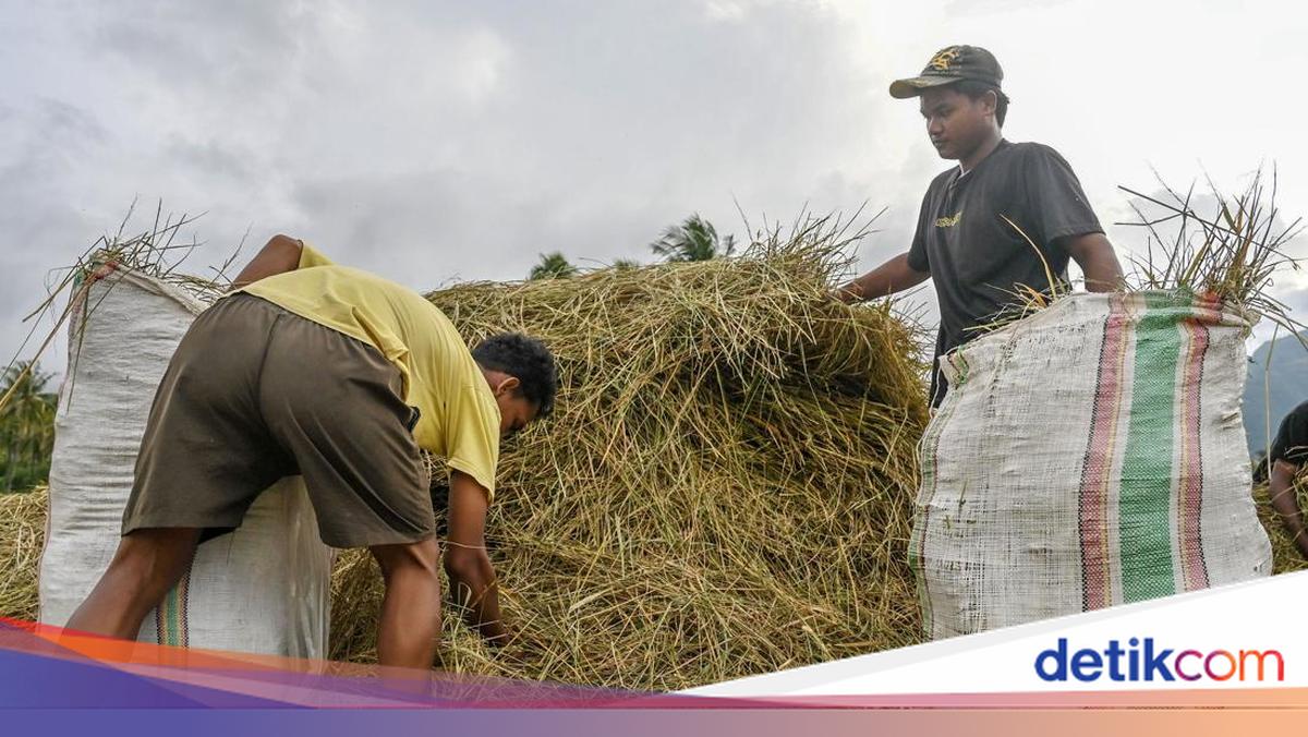 Mahasiswa UGM Kembangkan Baterai Berbahan Limbah Jerami dan Grafit