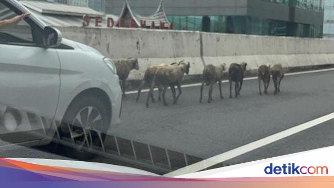 8 Kambing Nyelonong Masuk JLNT Casablanca Siang Tadi, Dievakuasi Polisi