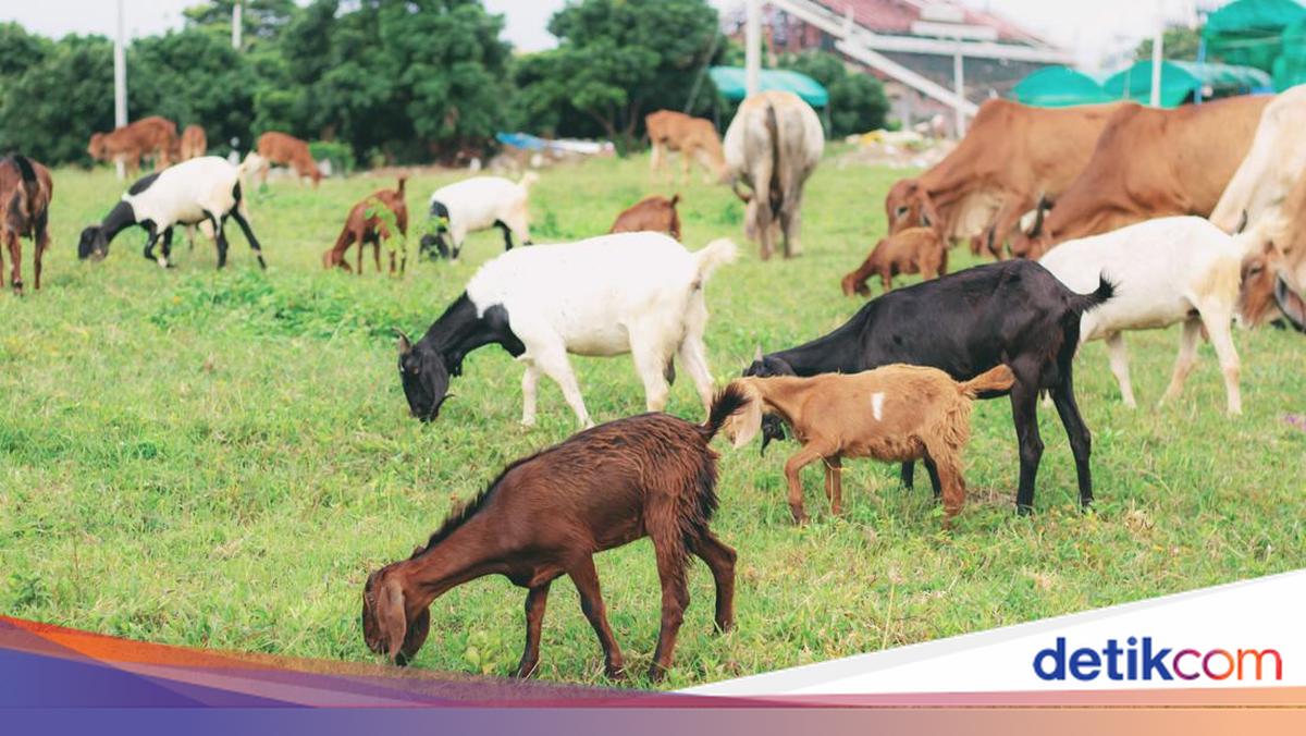 Kasus Antraks Dilaporkan Muncul di Mulusan Gunungkidul Usai Tradisi Brandu