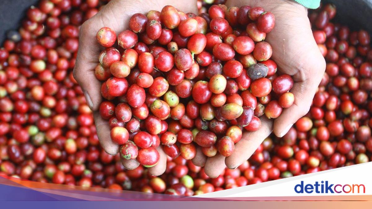 Pemerintah Kucurkan Rp40 Miliar Pulihkan Kebun Kopi Aceh — Dampak ke Pasokan Kopi Spesialti Nasional