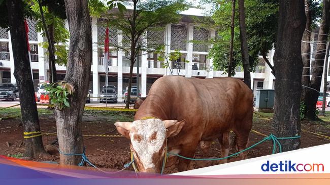 Sapi-sapi 'Raksasa' Penggede Negara hingga Umat Lintas Agama di Idul Adha